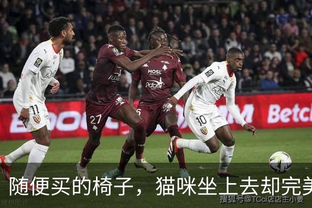 随便买的椅子，猫咪坐上去却完美契合，还以为是量身定做的！